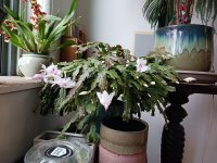 Christmas cactus November.jpg