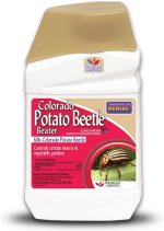 colorado potato beetle.jpg
