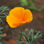 poppy-orange-shk-5.jpg