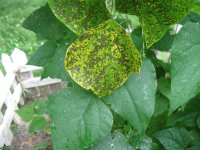 Spots On Leaves.JPG