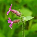 red campion 2.jpg