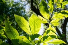 american-chestnut-leaves-summer-01.jpg