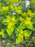 Euphorbia platyphyllos.jpg