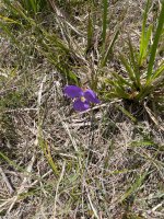 Patersonia sericea.jpg