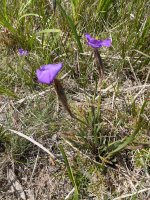 purple flag Patersonia sericea.jpg