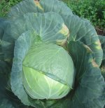 cabbage full grown.JPG