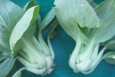 bok choy.JPG