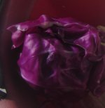 red cabbage.JPG