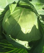 T cabbage.JPG