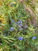 Stypandra glauca Or Nodding Blue Lily.jpg