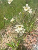 Harlequin flower (Sparaxis bulbifera).jpg