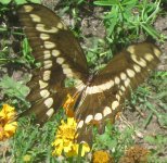 giant swallowtail feeding.JPG