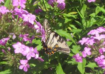 tiger swallowtrail on phlox .JPG