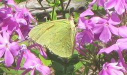 Cloudless Sulphur.JPG