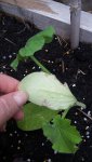 Zucchini_Leaf_underside[1].jpg