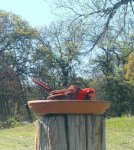 Bird water cardinals bathing 2018.JPG