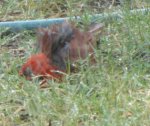 Cardinal Bathing in grass 2013.jpg