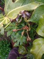 thumbnail  fatsia.jpg