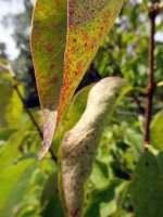 cu leaf spot.jpg