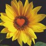 Sunflower 2407